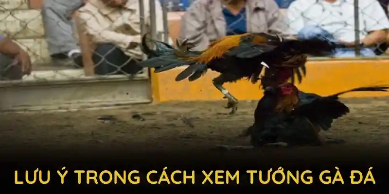 Những lưu ý trong cách xem tướng gà đá từ chuyên gia QQ88